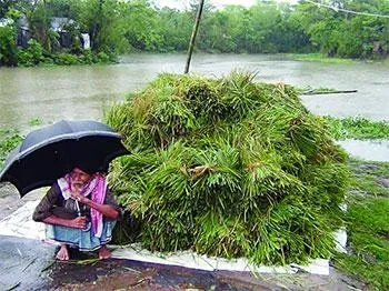 হাওরজুড়ে কৃষকের কান্না