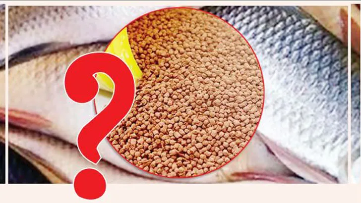বিএসটিআই অনুমোদনহীন ফিশ ফিড কারখানা