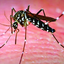 সর্বশেষ জরিপেও ঢাকায় বেড়েছে এডিস মশা