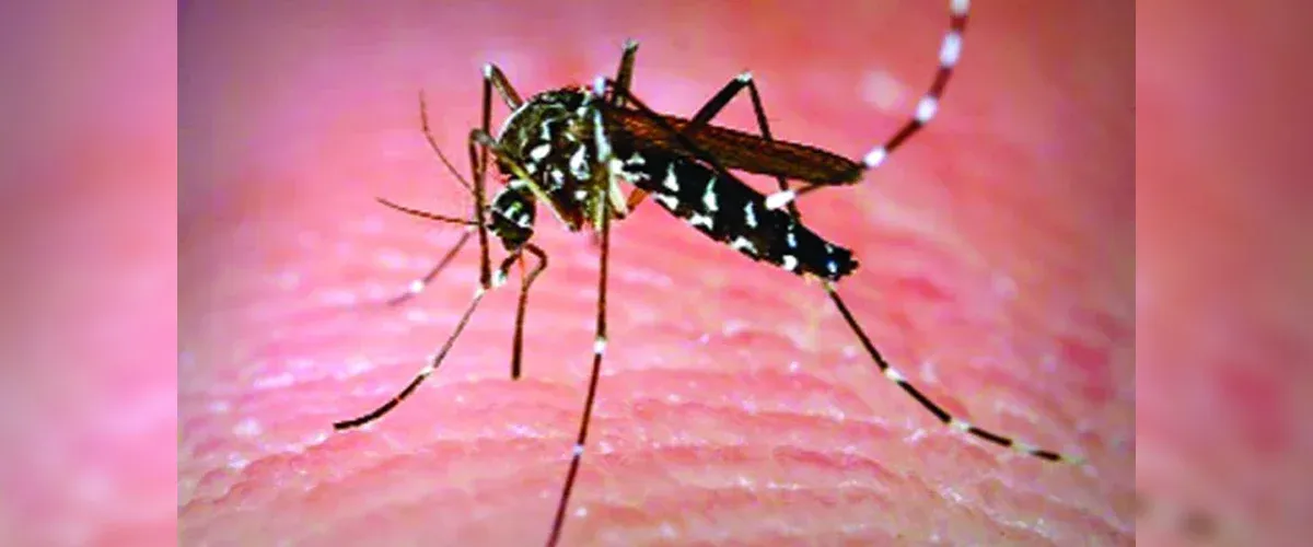সর্বশেষ জরিপেও ঢাকায় বেড়েছে এডিস মশা