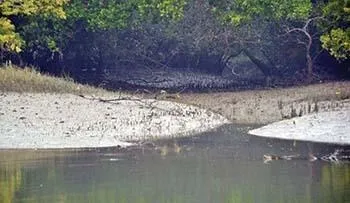 সুন্দরবনের অর্ধশতাধিক নদী ও খাল বিপন্ন