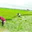 হাওরে বাঁধ নির্মাণে লুটপাট