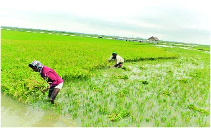 হাওরে বাঁধ নির্মাণে লুটপাট