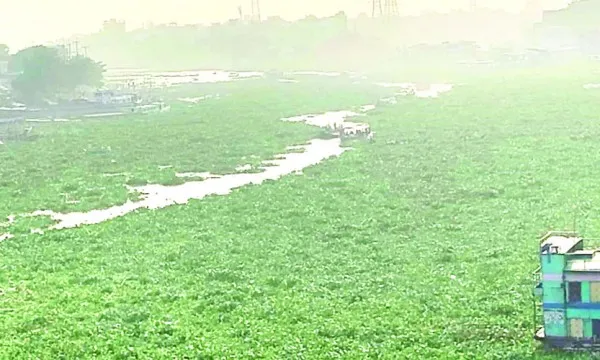 কচুরিপানায় ভরা বুড়িগঙ্গা : নৌকা চলাচল বন্ধ