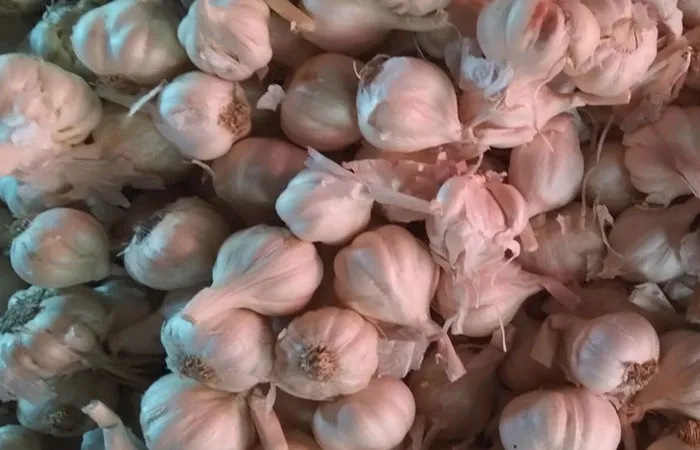 রসুনের দাম বেড়েছে দ্বিগুণ
