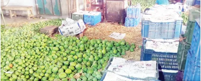 আমের ব্র্যান্ডিং ইমেজ সৃষ্টি না হওয়ায় রপ্তানিতে কাক্সিক্ষত সুফল মিলছে না