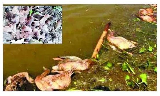 হাওরে এবার মরছে হাঁস