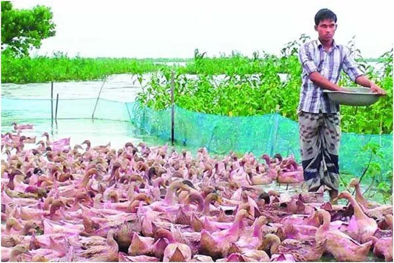 হাওরে হাঁসচাষিদের চোখে অন্ধকার
