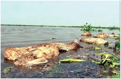 হাওরে পানি দূষণ ও মড়কের রহস্য কি