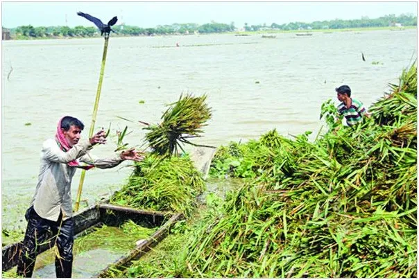 ধান মাছ সব গেছে বেঁচে থাকাই দায়