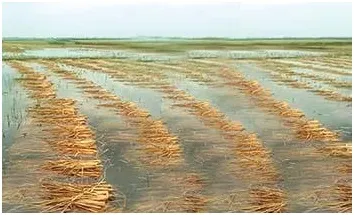 অভয়নগরে স্লুইজ গেট ভেঙ্গে ধানক্ষেতে লোনা পানি ॥ শত শত বিঘা জমির ধান নষ্ট