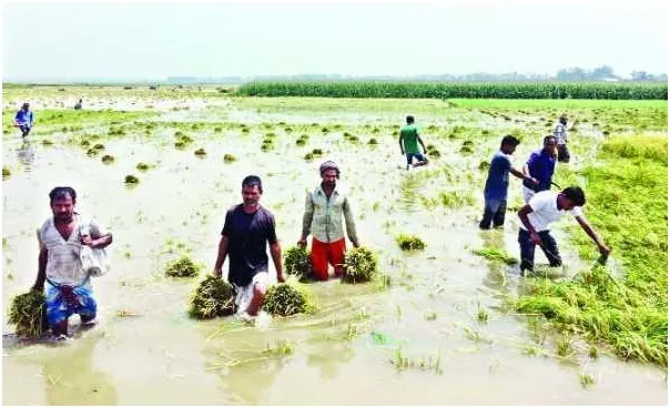 এবার চলনবিলে কৃষকের স্বপ্নভঙ্গ