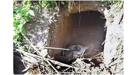 বাংলাদেশ-ভারত সীমান্তে এবার মিলল ৮০ ফুট দীর্ঘ সুড়ঙ্গ