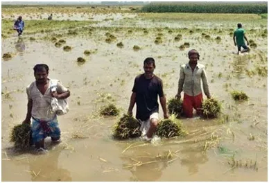 পানির নিচে কৃষকের স্বপ্ন