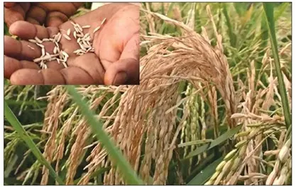 মহামারীর মতই চোখের পলকে বোরো ধান গাছ লাল হয়ে মরে যাচ্ছে
