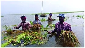 হাওরের কৃষক ছুটছেন শহরে