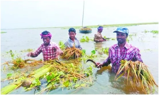 ব্রাহ্মণবাড়িয়ায় তলিয়ে গেছে বারো আউলিয়ার বিল দিশেহারা কৃষক