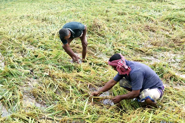 ধানের ক্ষতি কৃষিতে ধাক্কা