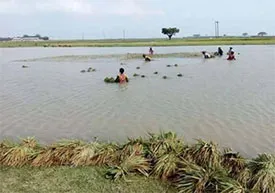 হাওরে বানের জল চোখের জল একাকার