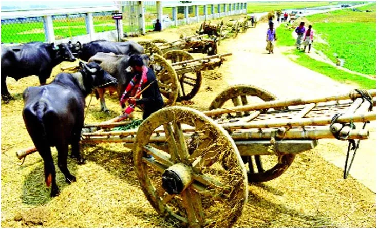 চলনবিলে কৃষকের কান্না