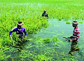 হাওরে অন্যরকম লড়াই