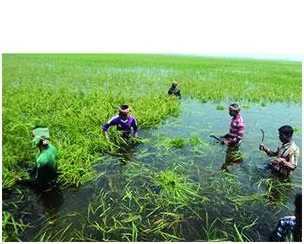 হবিগঞ্জে দাদনের টাকা নিয়ে দিশাহারা কৃষক