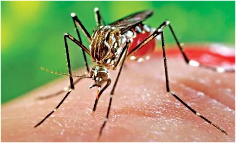 চিকুনগুনিয়া নিয়ন্ত্রণের বাইরে চলে গেছে!