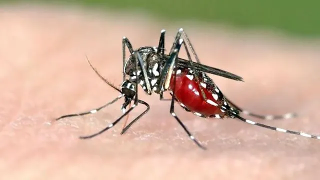 চিকুনগুনিয়া ‘মহামারি’ আকারে দেখা দিয়েছে
