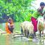চরম দুর্ভোগে পানিবন্দী লাখ লাখ মানুষ