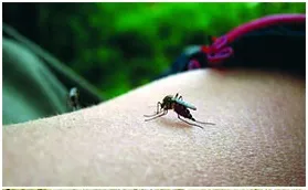 চিকুনগুনিয়া নিয়ে আতঙ্ক বাড়ছে
