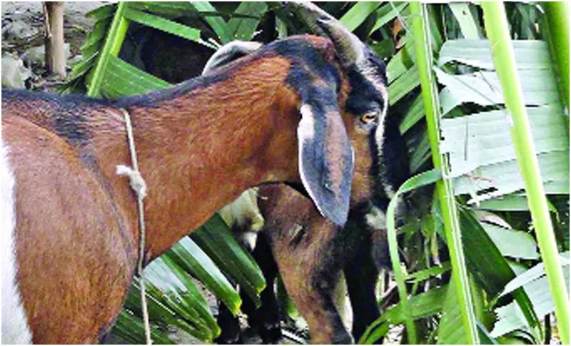 গবাদি পশুর খাদ্য সংকট, বাড়ছে রোগবালাই