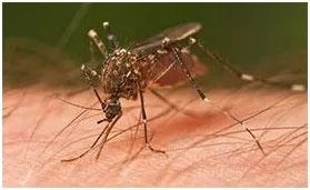 চিকুনগুনিয়ায় দীর্ঘ ভোগান্তি