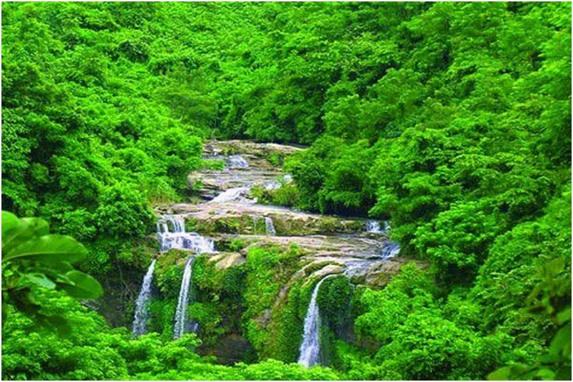 সংরক্ষিত বন ধ্বংস করে বিদ্যুৎ সঞ্চালন লাইন