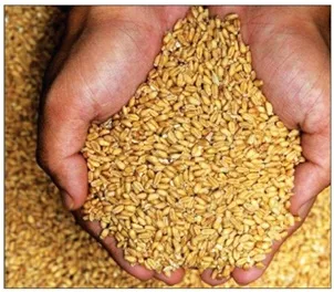 আটা-ময়দার মূল্য আকাশছোঁয়া