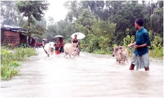 সাম্প্রতিক বন্যায় ৩ কোটি ৬০ লাখ টাকার প্রাণিসম্পদ ক্ষতি হয়েছে