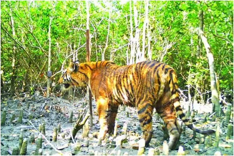পাঁচ কারণে কমছে সুন্দরবনের বাঘ
