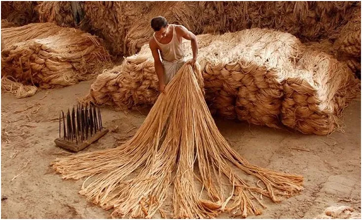 বাজারে নতুন পাট দামে খুশি নয় কৃষক