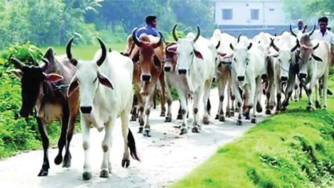 সাতক্ষীরা সীমান্ত দিয়ে ভারতীয় গরু