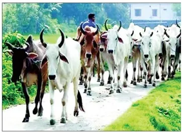 খামারিরা বিপাকে