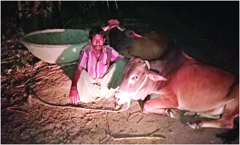 বন্যায় পশুর খামারিদের মাথায় হাত
