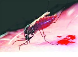 রাজধানীতে ডেঙ্গু রোগী বাড়ছে