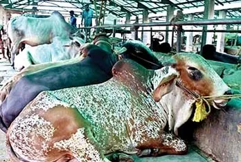রাজধানীতে বৈধ হাটের সাথে বসছে অবৈধ পশুর হাটও