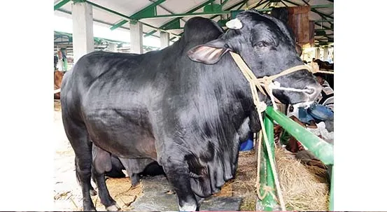 ভারতীয় ১০ লাখ গরু কুরবানির হাটে