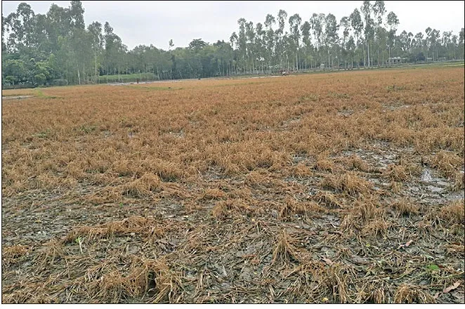 বানে কৃষকের স্বপ্নভঙ্গ
