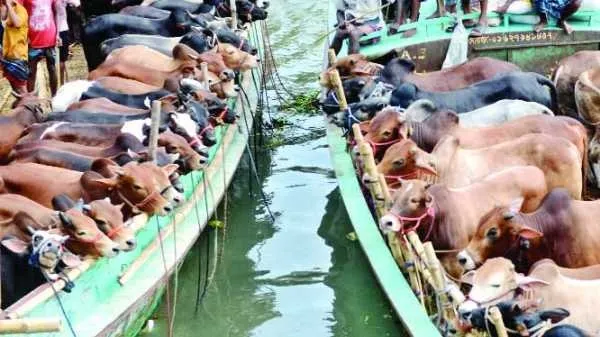 হাটভর্তি গরু বিক্রি কম