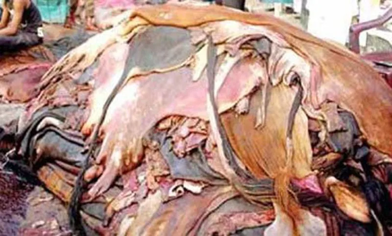 চামড়া শিল্পে উদ্বেগ