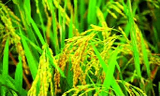 দ্রুত কমছে ধানের জমি