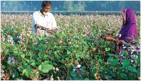 সবজির উৎপাদন ও সরবরাহ স্বাভাবিক কিন্তু তদারকির অভাবে বাজারে আগুন