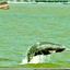 সুন্দরবন এলাকায় ডলফিন বিপন্ন