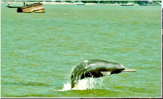 সুন্দরবন এলাকায় ডলফিন বিপন্ন